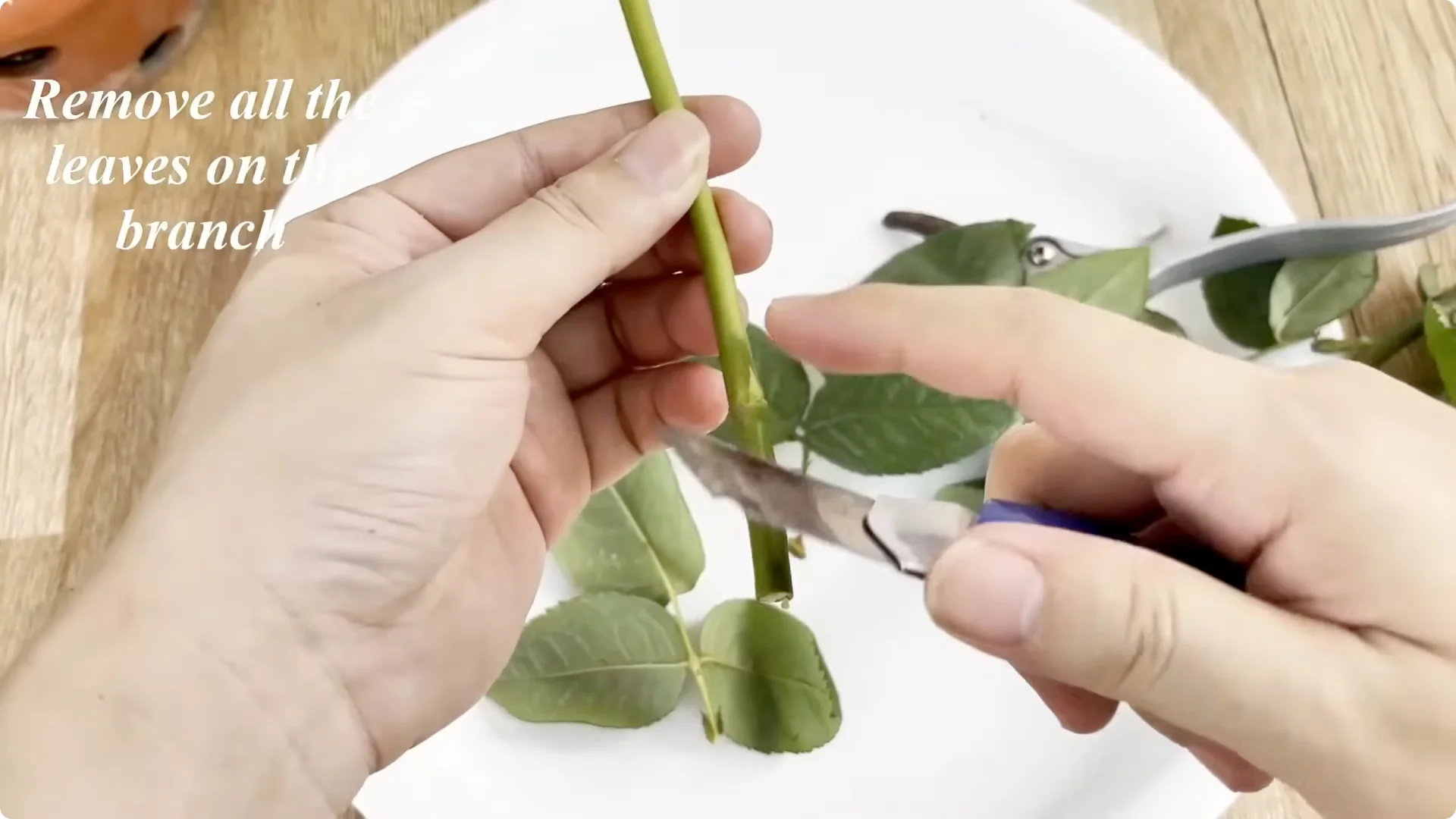 Discover the Simple Method to Propagate Roses Easily screenshot 1