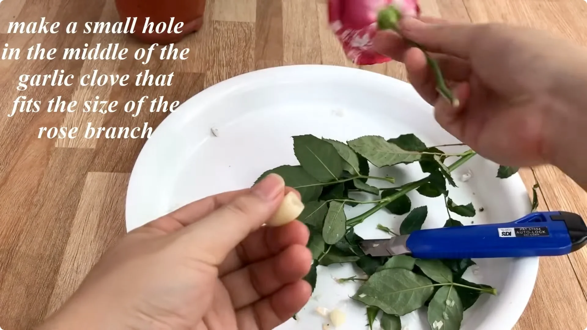 Discover the Simple Method to Propagate Roses Easily screenshot 10