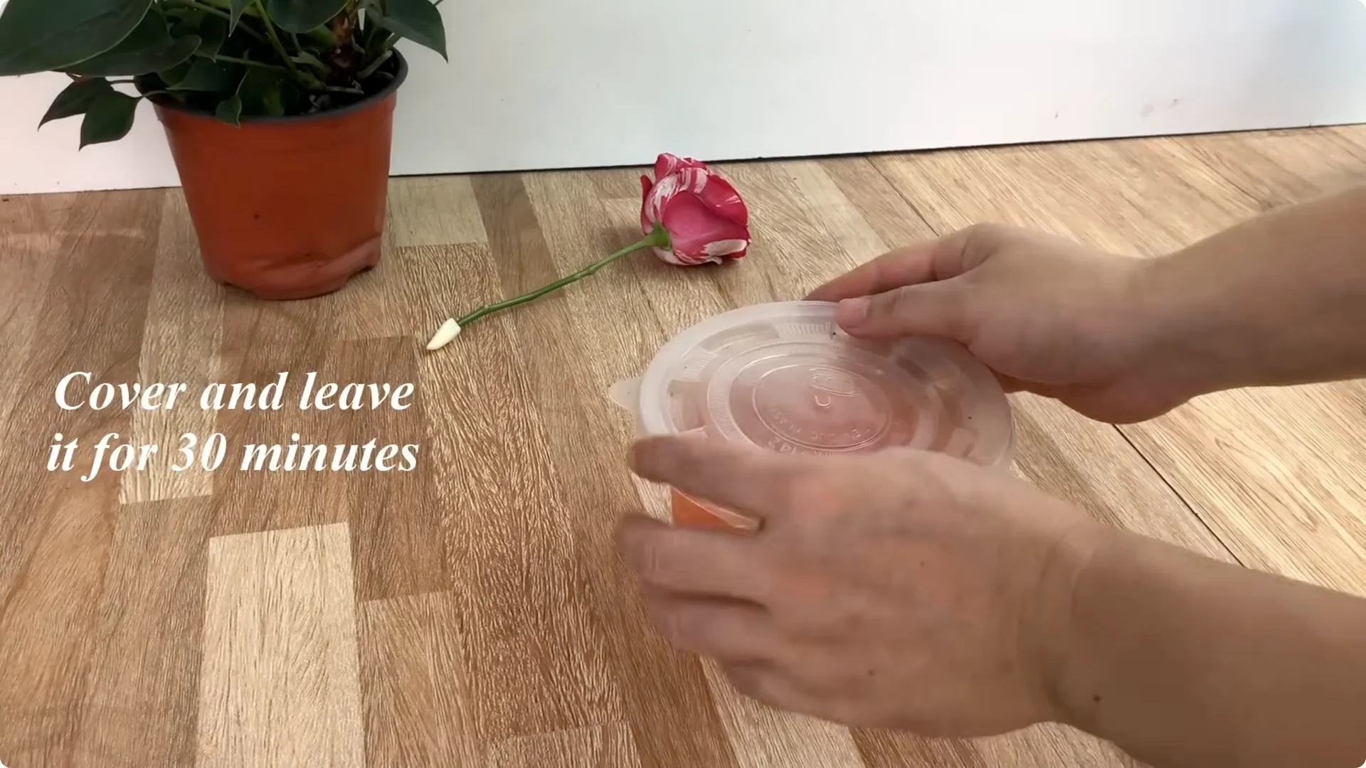 Discover the Simple Method to Propagate Roses Easily screenshot 12