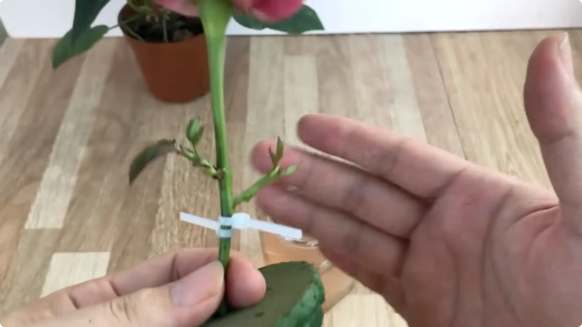 Discover the Simple Method to Propagate Roses Easily screenshot 15
