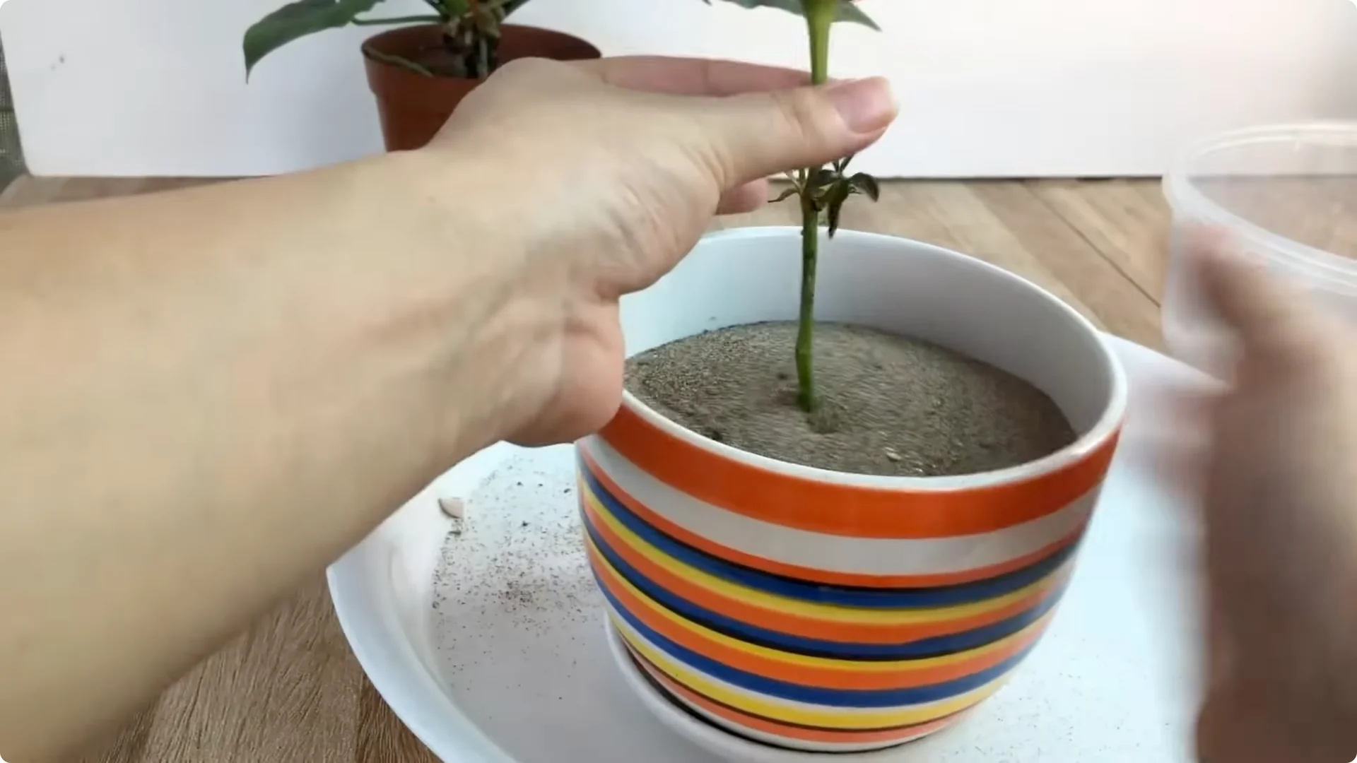 Discover the Simple Method to Propagate Roses Easily screenshot 16