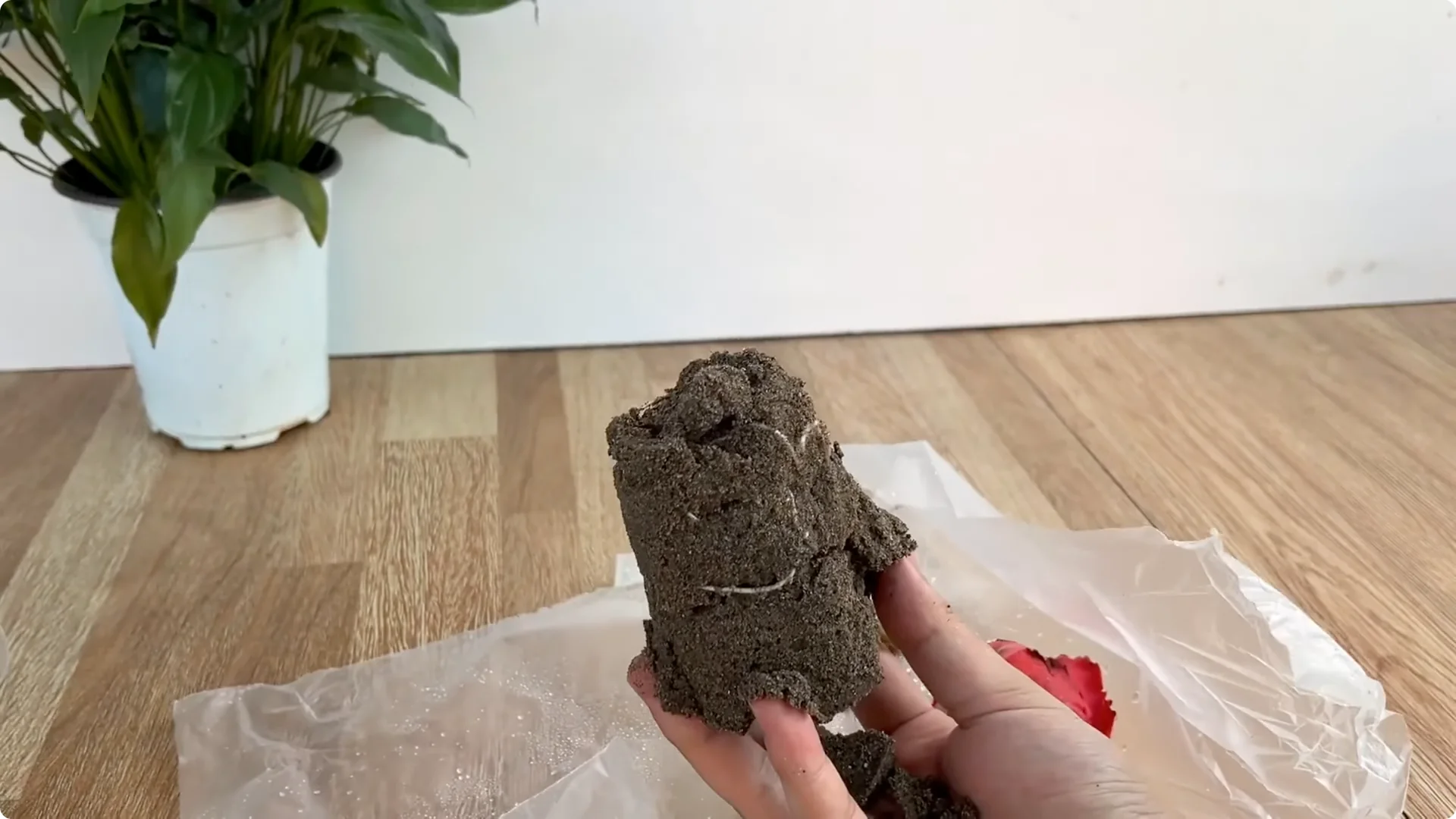 Discover the Simple Method to Propagate Roses Easily screenshot 3