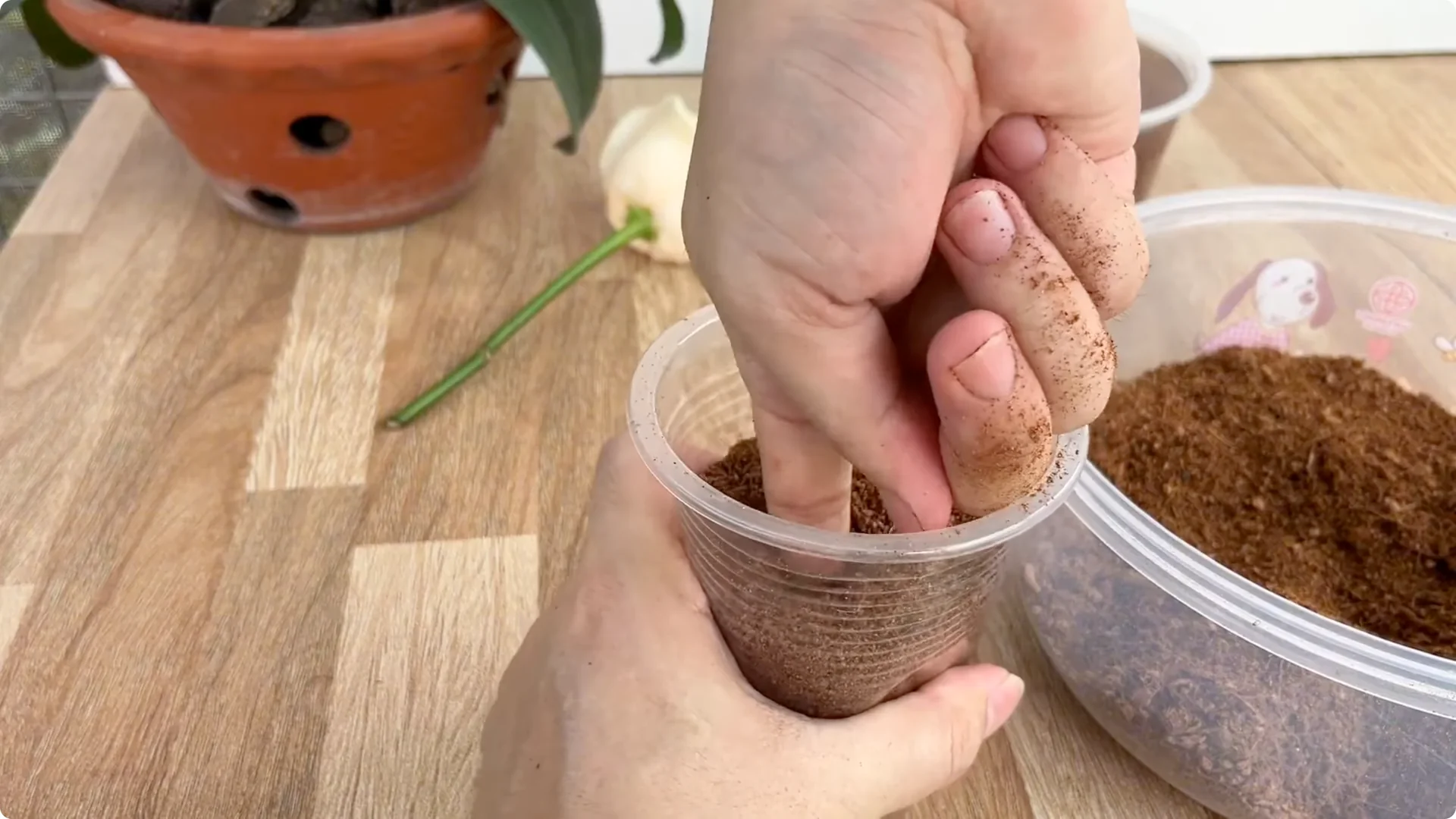 Discover the Simple Method to Propagate Roses Easily screenshot 6