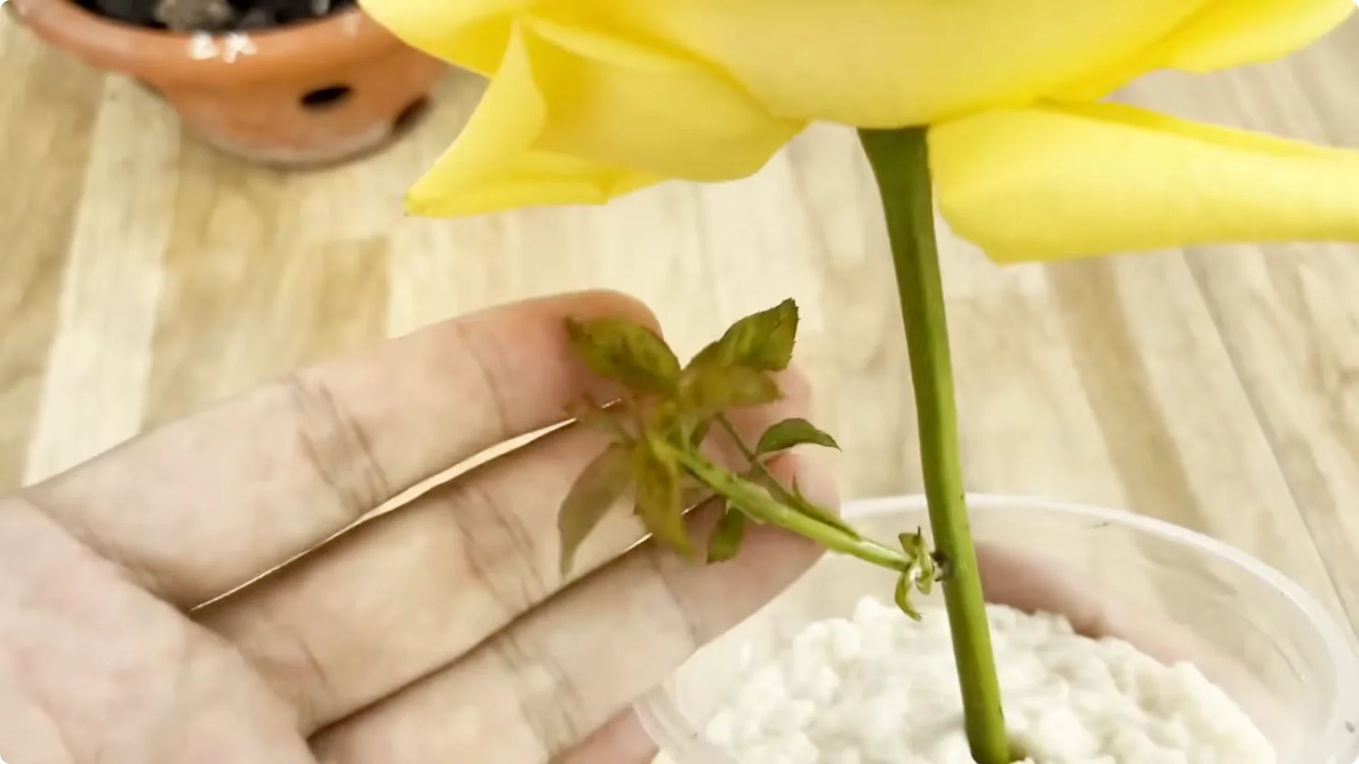 Discover the Simple Method to Propagate Roses Easily screenshot 7