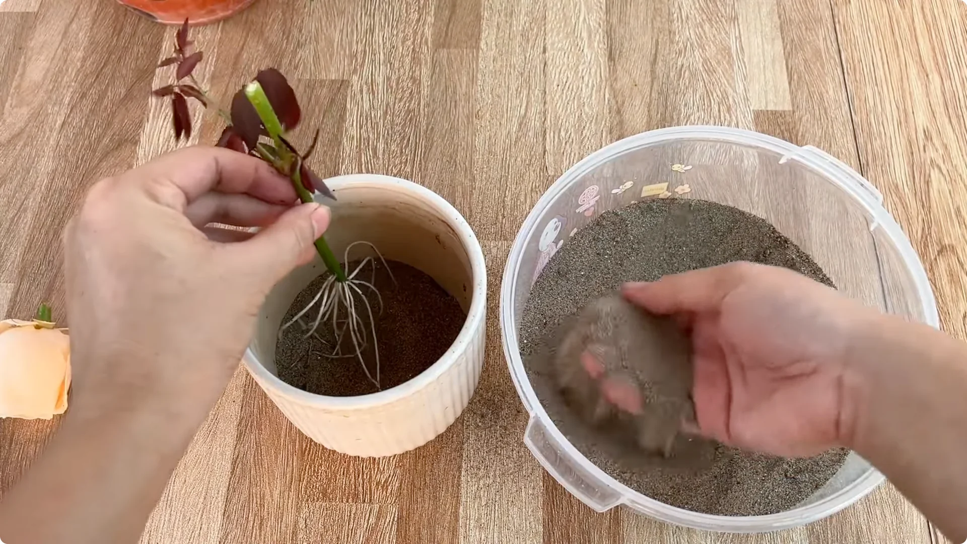 Discover the Simple Method to Propagate Roses Easily screenshot 7