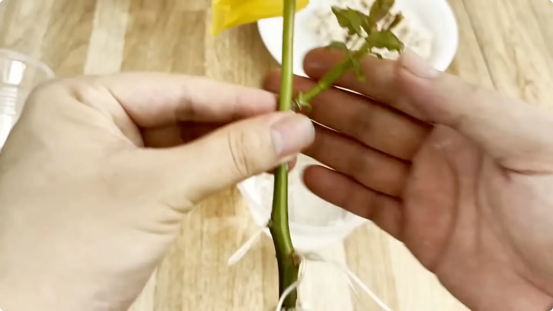 Discover the Simple Method to Propagate Roses Easily screenshot 8