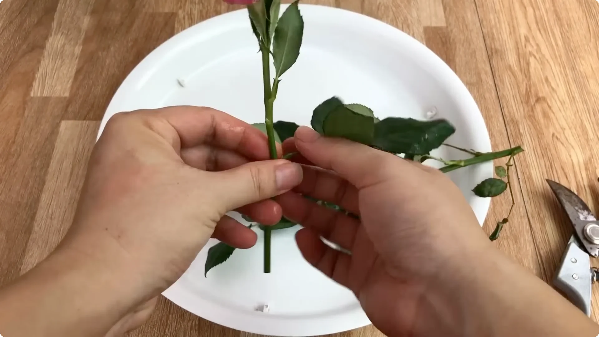 Discover the Simple Method to Propagate Roses Easily screenshot 9