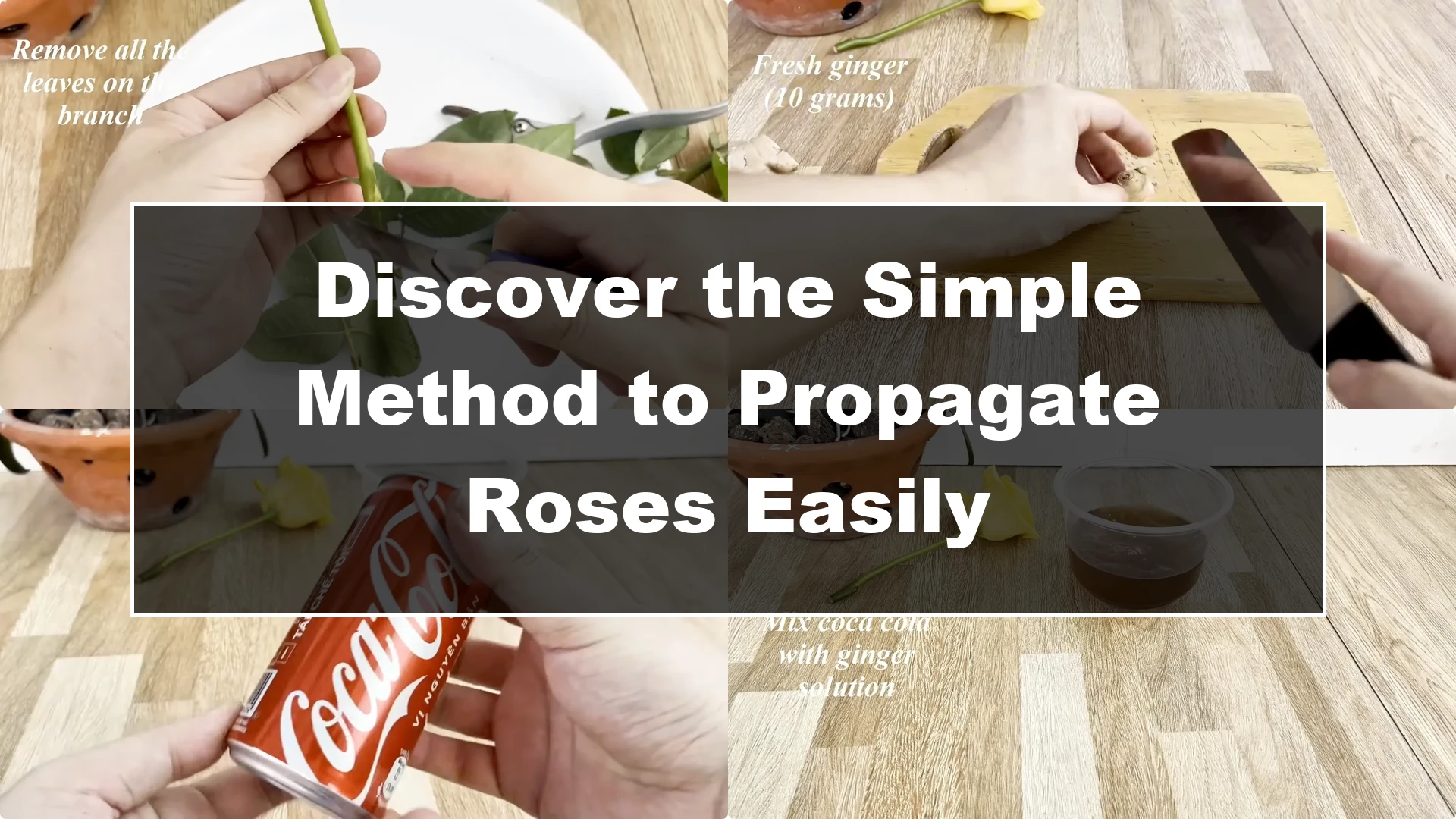 Discover the Simple Method to Propagate Roses Easily - Featured Image