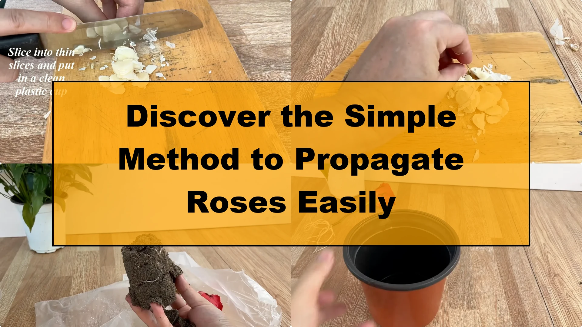 Discover the Simple Method to Propagate Roses Easily - Featured Image