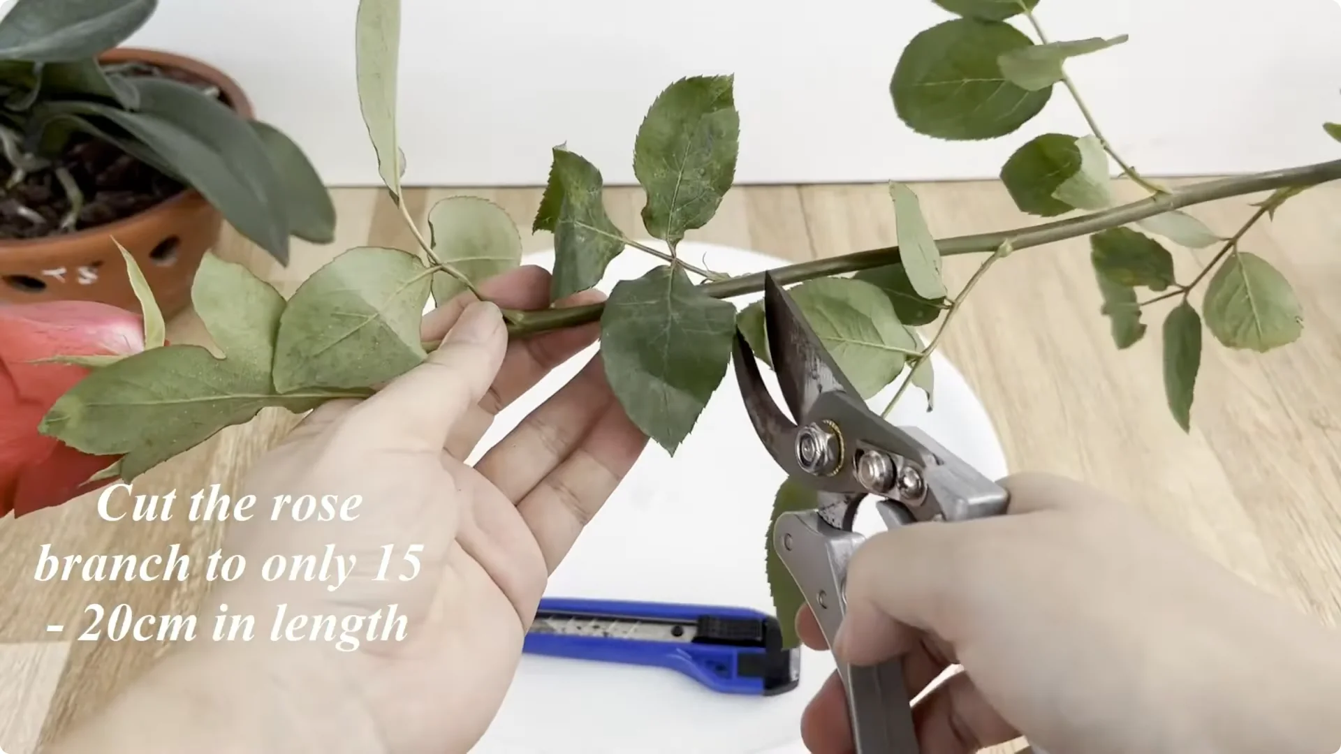 Discover the Surprising Method to Propagate Roses Easily screenshot 1