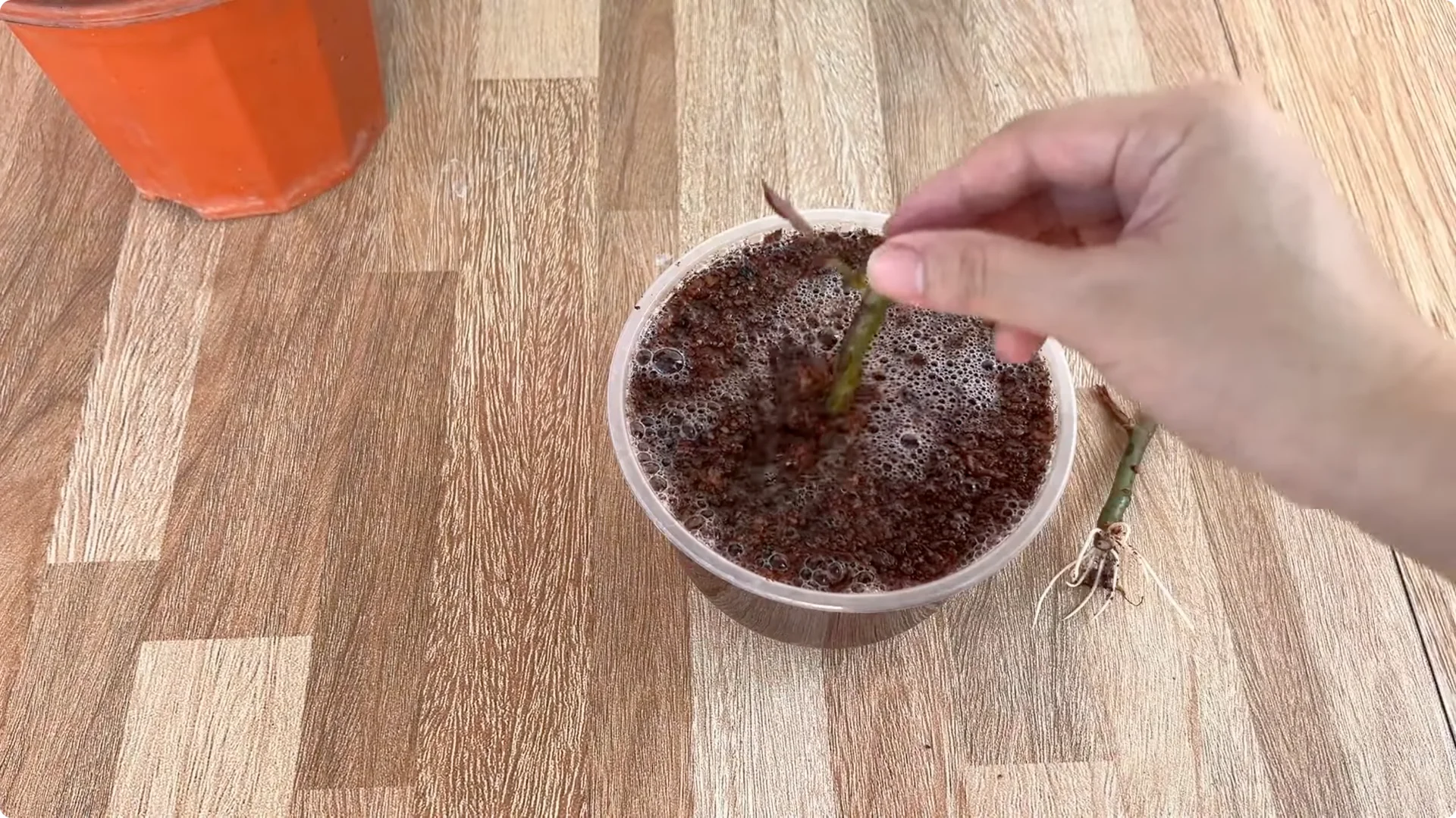 Discover the Surprising Method to Propagate Roses Easily screenshot 10