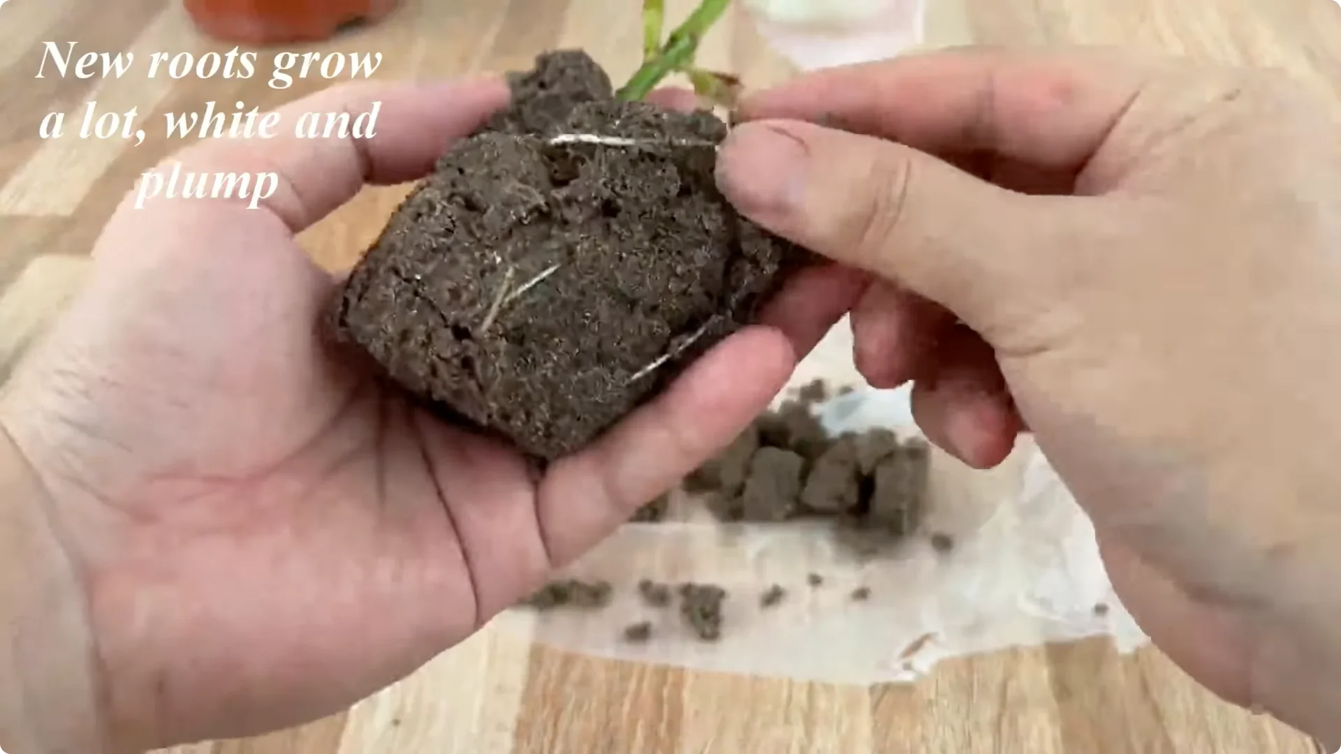 Discover the Surprising Method to Propagate Roses Easily screenshot 13