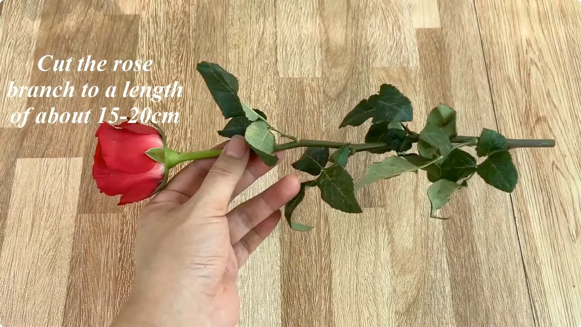 Discover the Surprising Method to Propagate Roses Easily screenshot 13