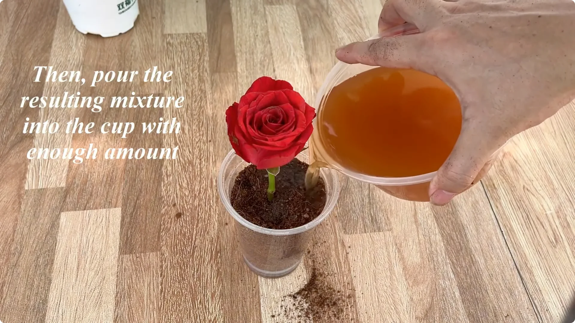 Discover the Surprising Method to Propagate Roses Easily screenshot 15