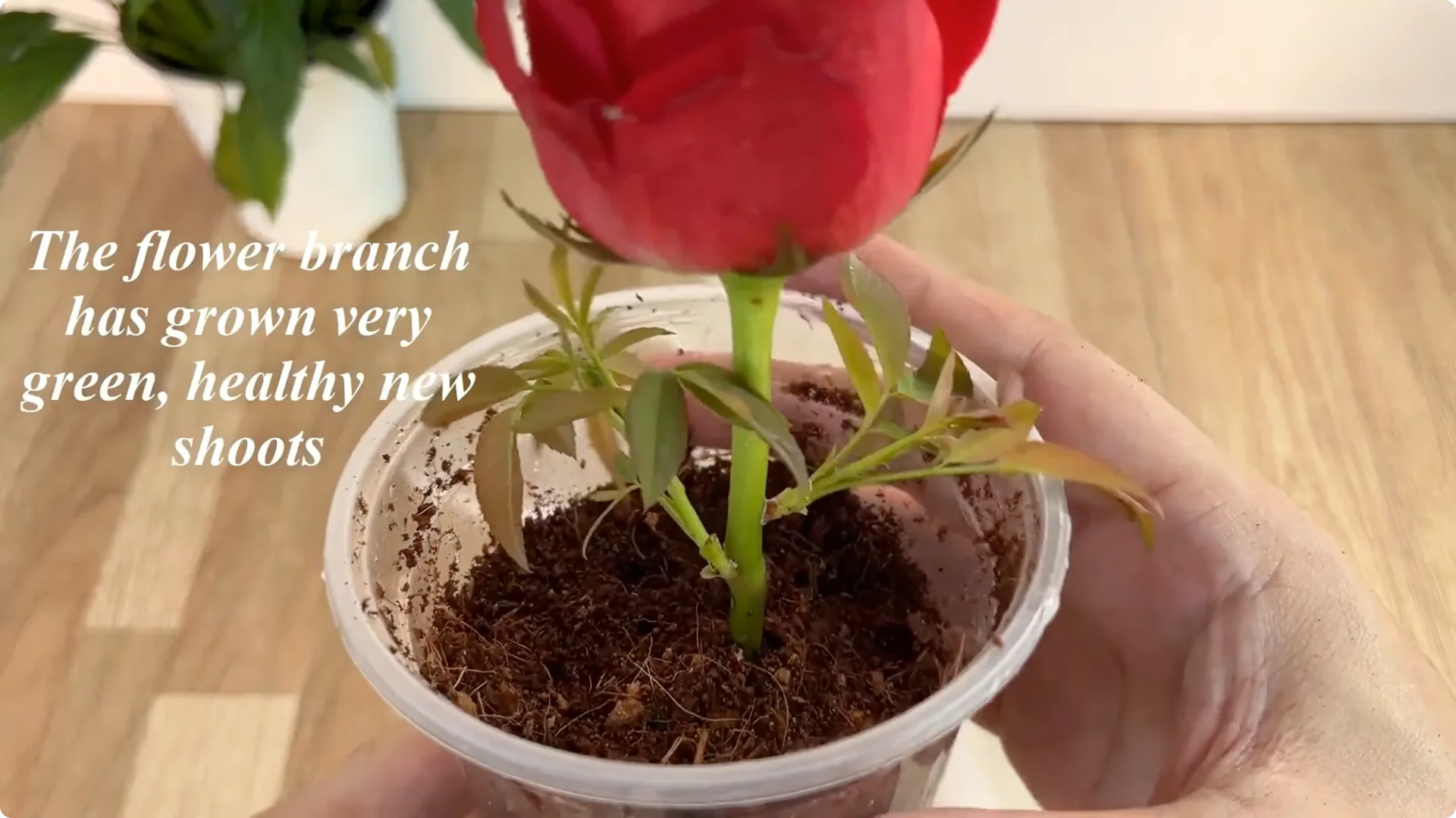 Discover the Surprising Method to Propagate Roses Easily screenshot 17