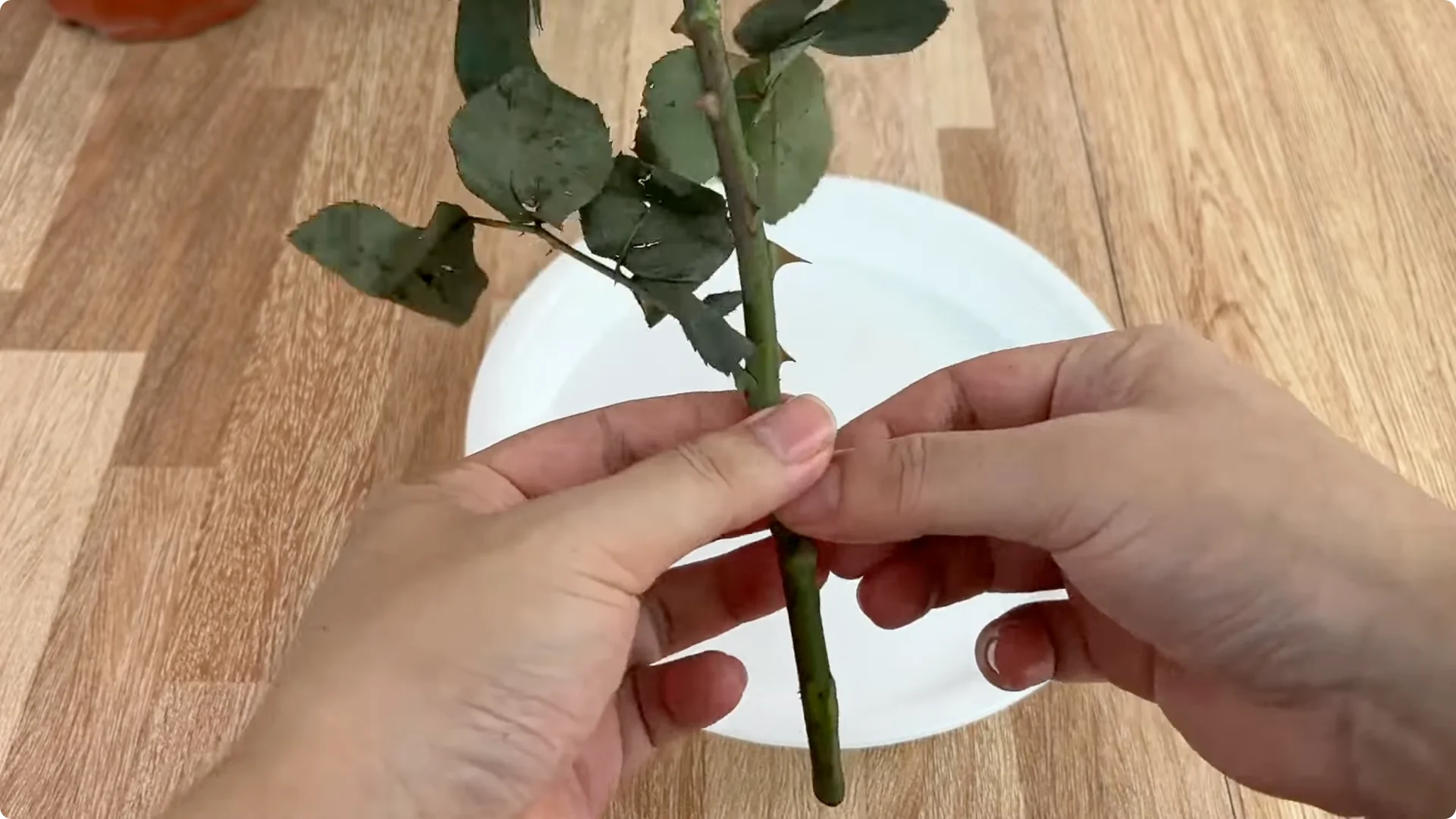 Discover the Surprising Method to Propagate Roses Easily screenshot 2