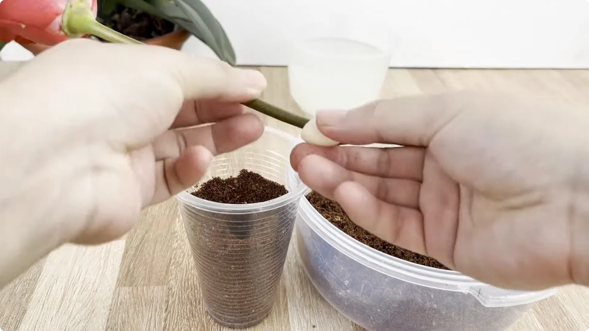 Discover the Surprising Method to Propagate Roses Easily screenshot 5