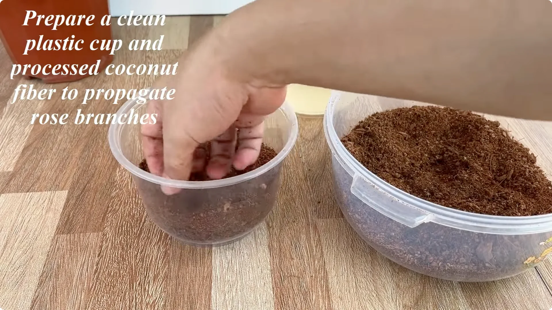 Discover the Surprising Method to Propagate Roses Easily screenshot 5