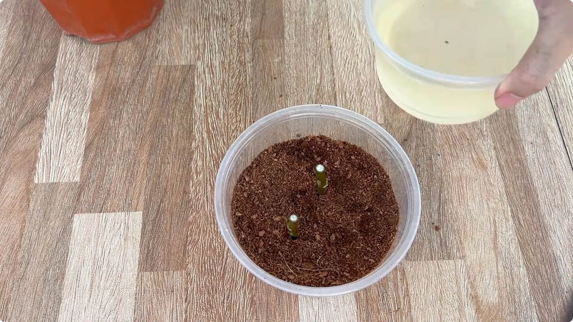 Discover the Surprising Method to Propagate Roses Easily screenshot 6