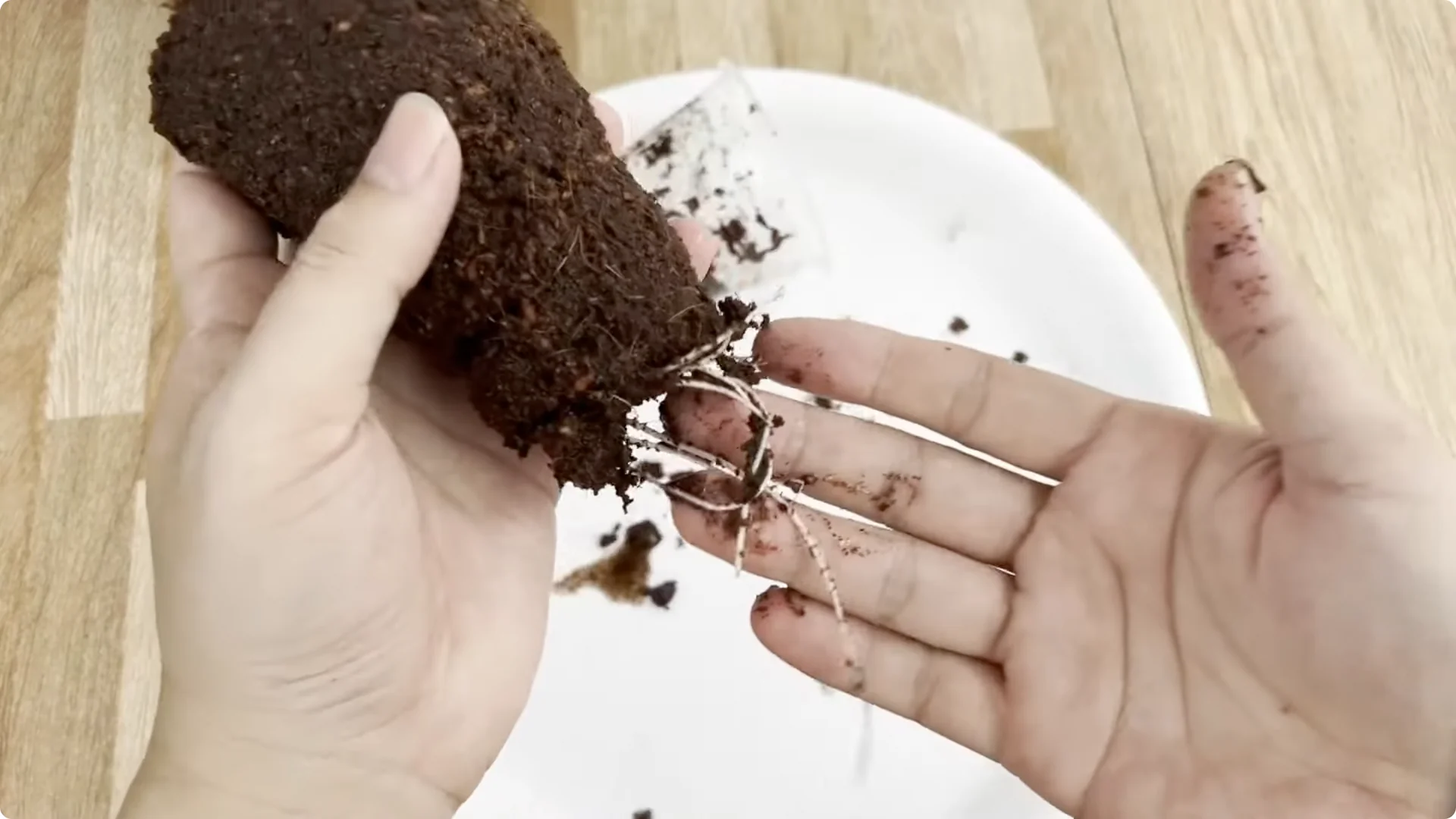 Discover the Surprising Method to Propagate Roses Easily screenshot 7