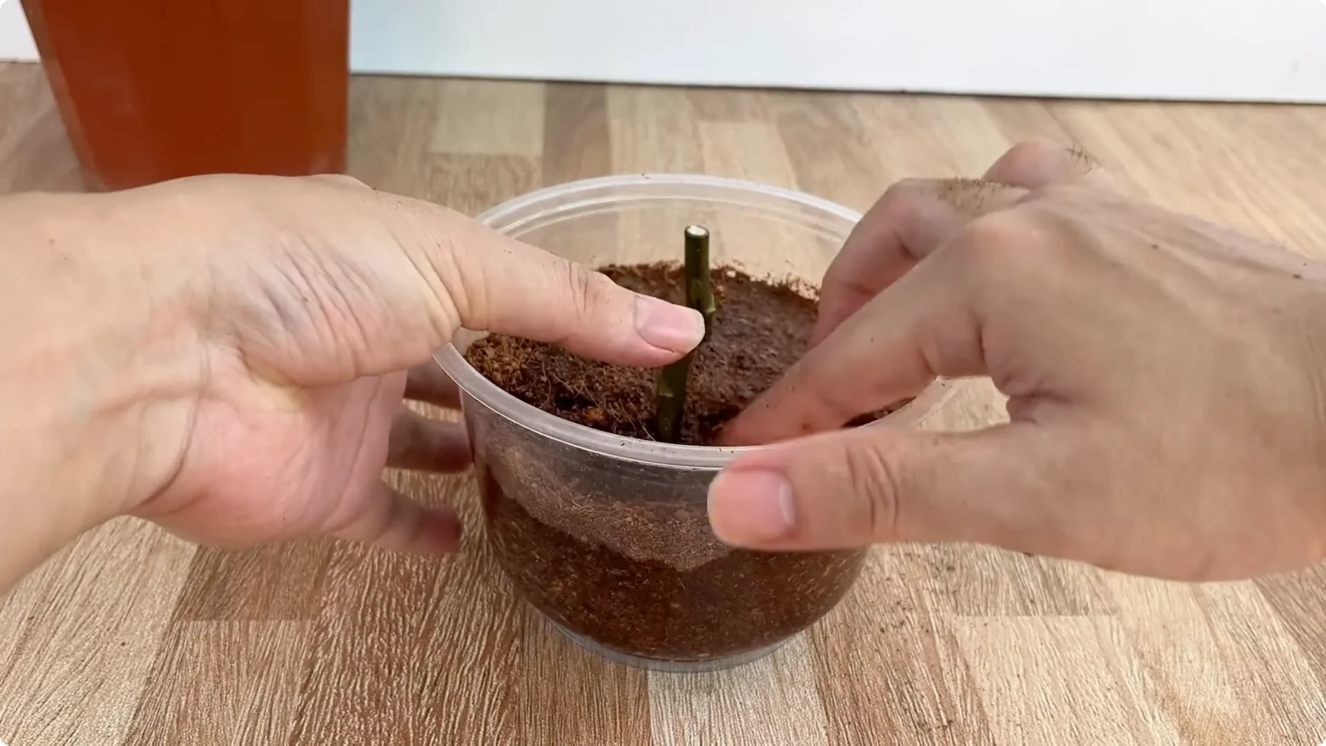 Discover the Surprising Method to Propagate Roses Easily screenshot 7