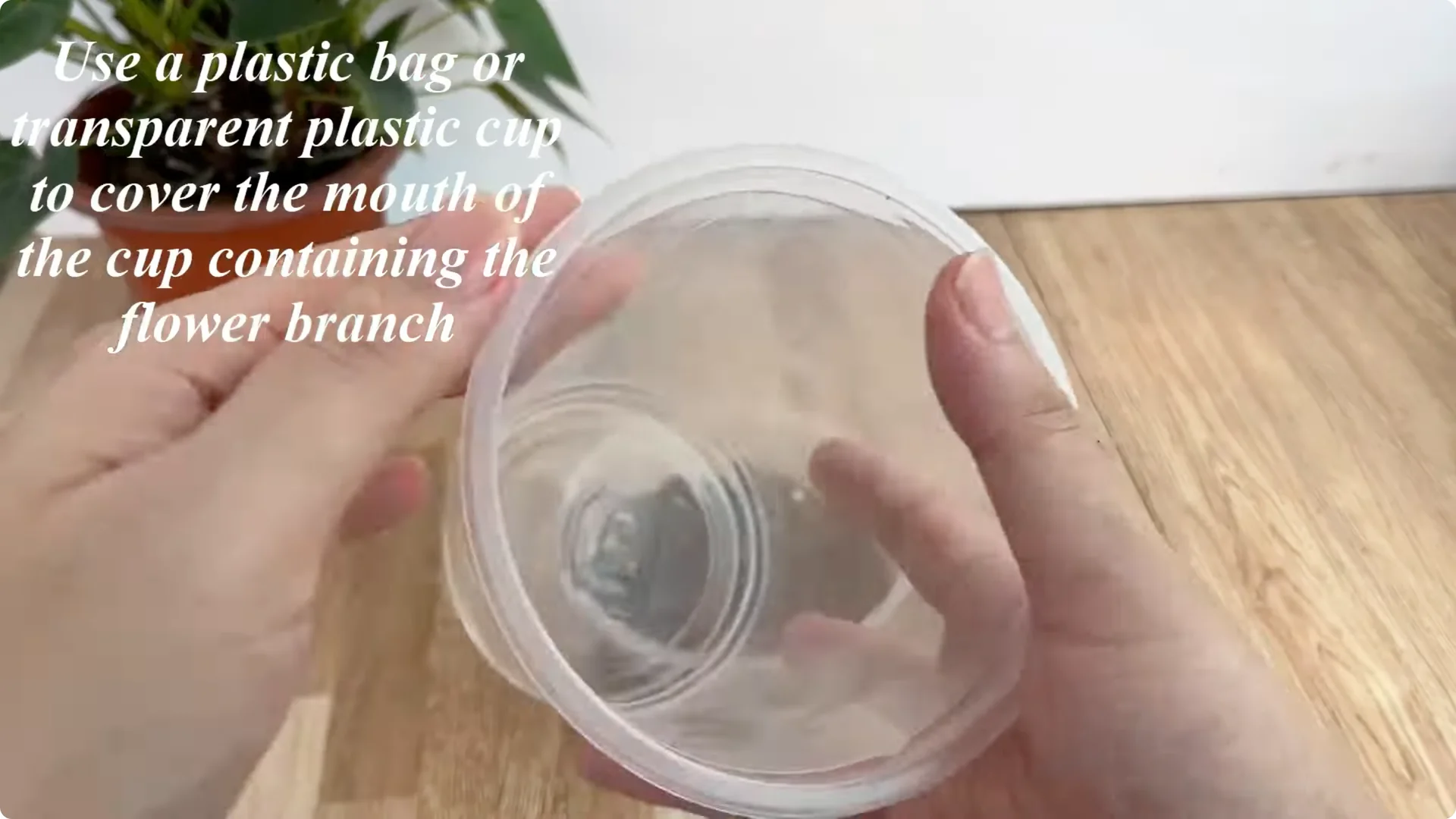 Discover the Surprising Method to Propagate Roses Easily screenshot 8