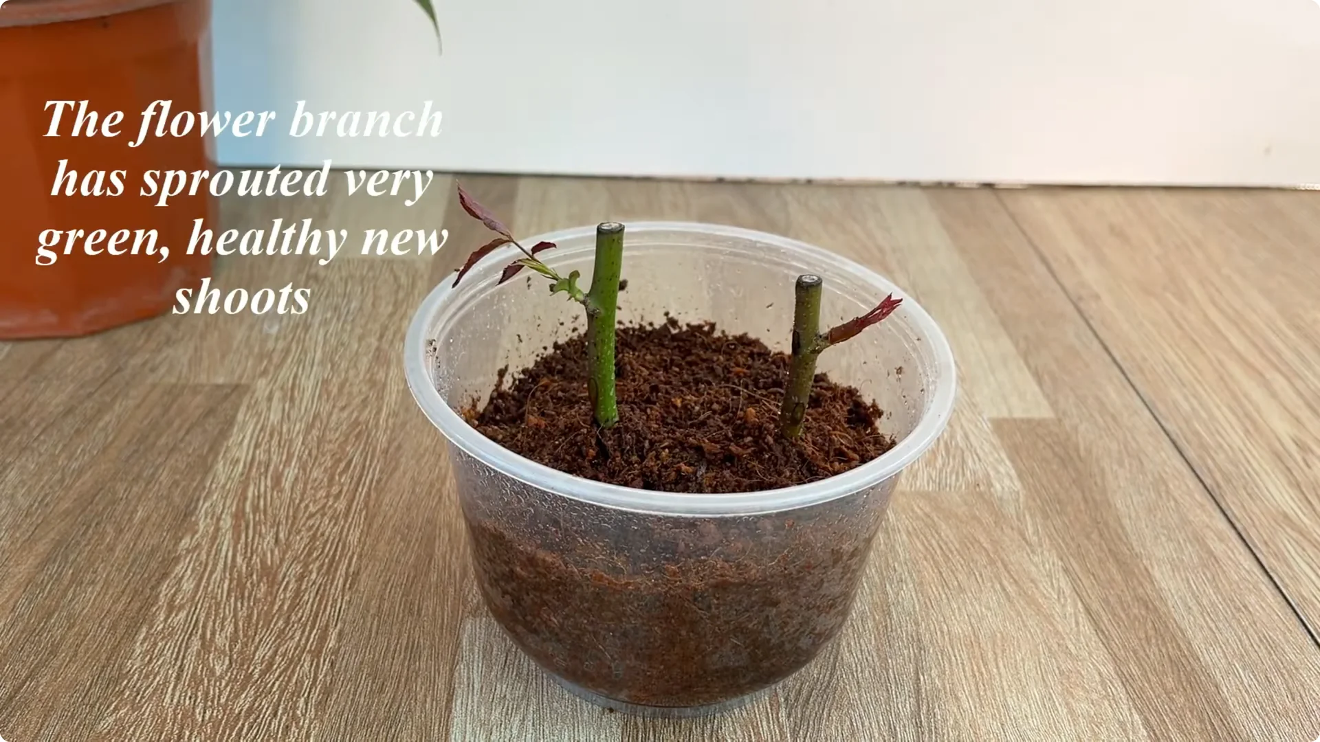 Discover the Surprising Method to Propagate Roses Easily screenshot 9