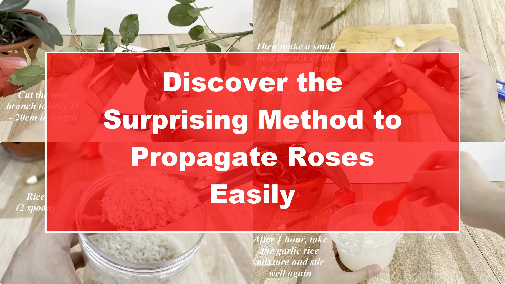 Discover the Surprising Method to Propagate Roses Easily - Featured Image