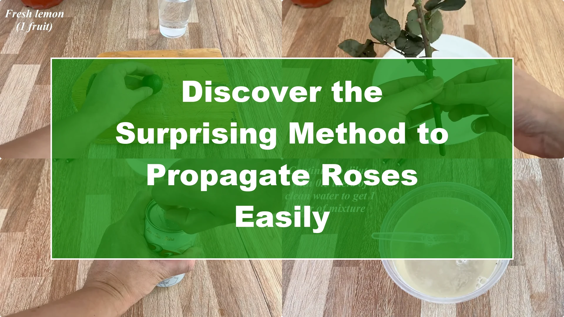 Discover the Surprising Method to Propagate Roses Easily - Featured Image