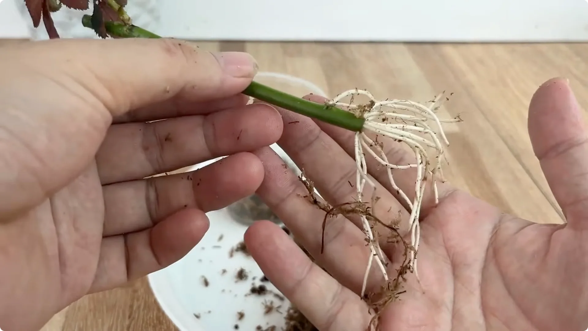 Discover This Little-Known Simple Method for Rose Propagation screenshot 6