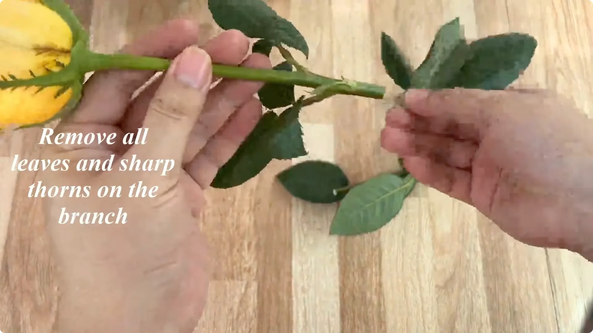 Discover This Little-Known Simple Method for Rose Propagation screenshot 9