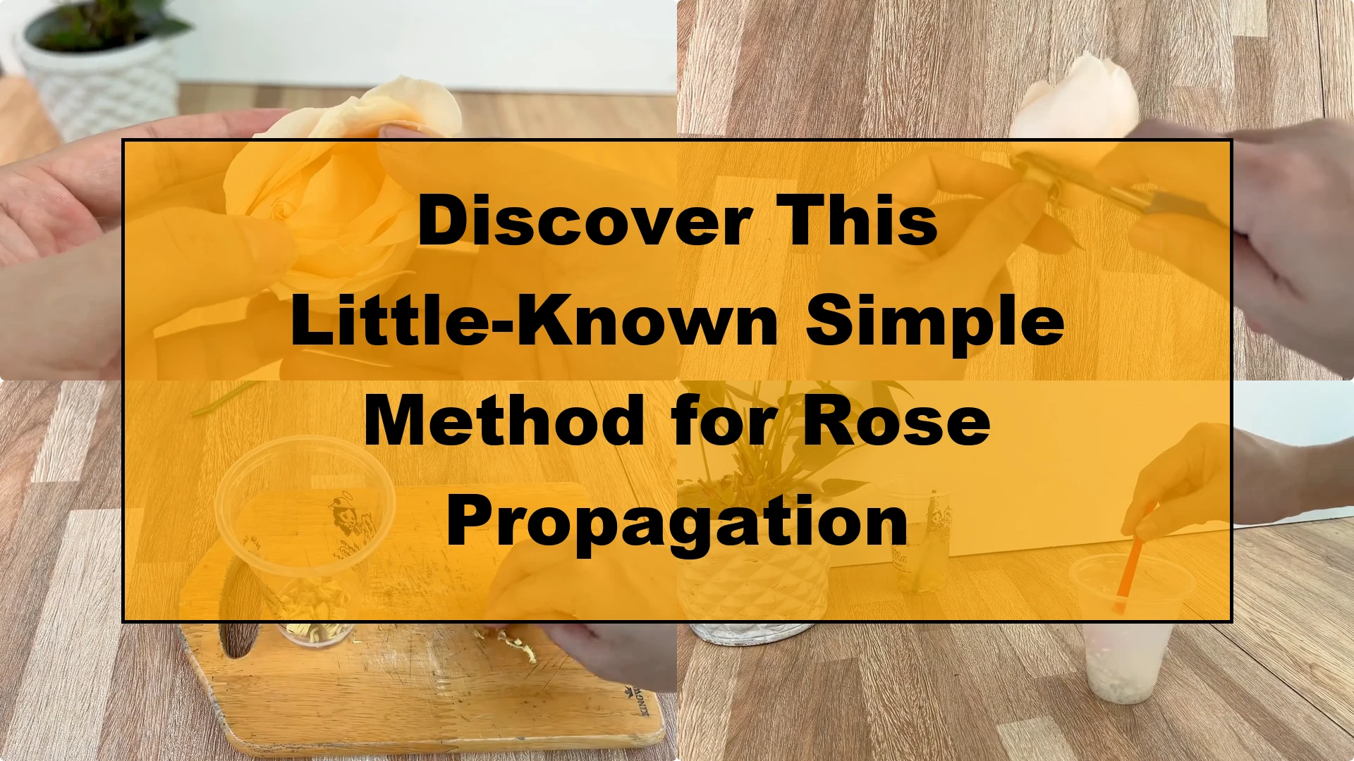 Discover This Little-Known Simple Method for Rose Propagation - Featured Image