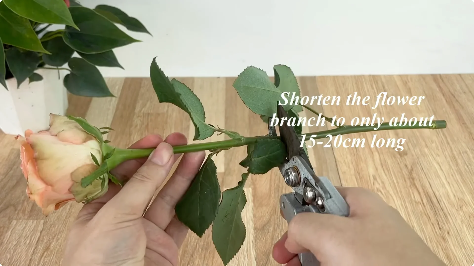 How 1 Cup Sparks 1001 Roots and Endless Roses Blooming screenshot 1