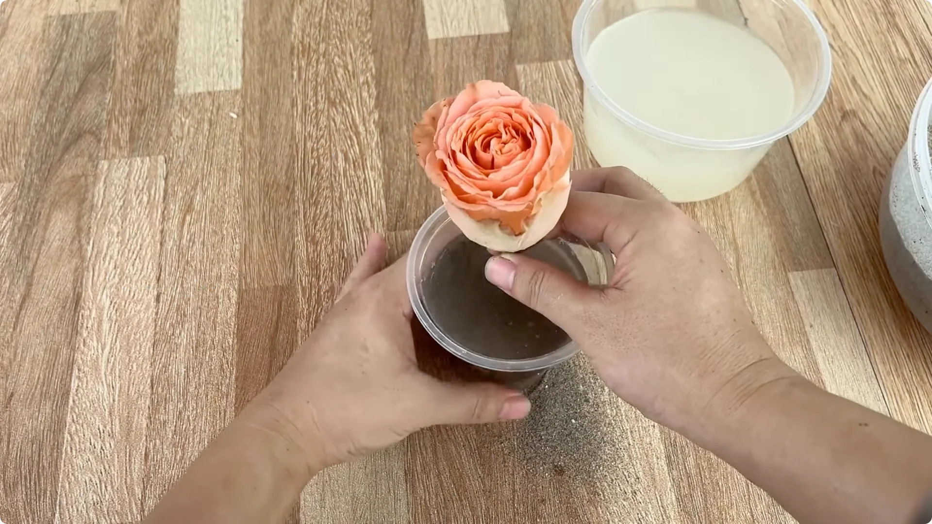 How 1 Cup Sparks 1001 Roots and Endless Roses Blooming screenshot 10