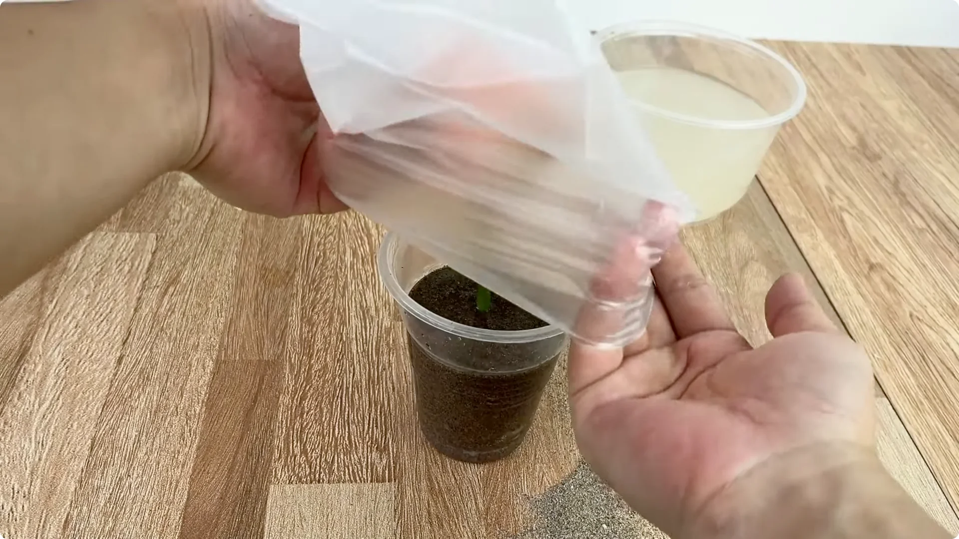 How 1 Cup Sparks 1001 Roots and Endless Roses Blooming screenshot 11