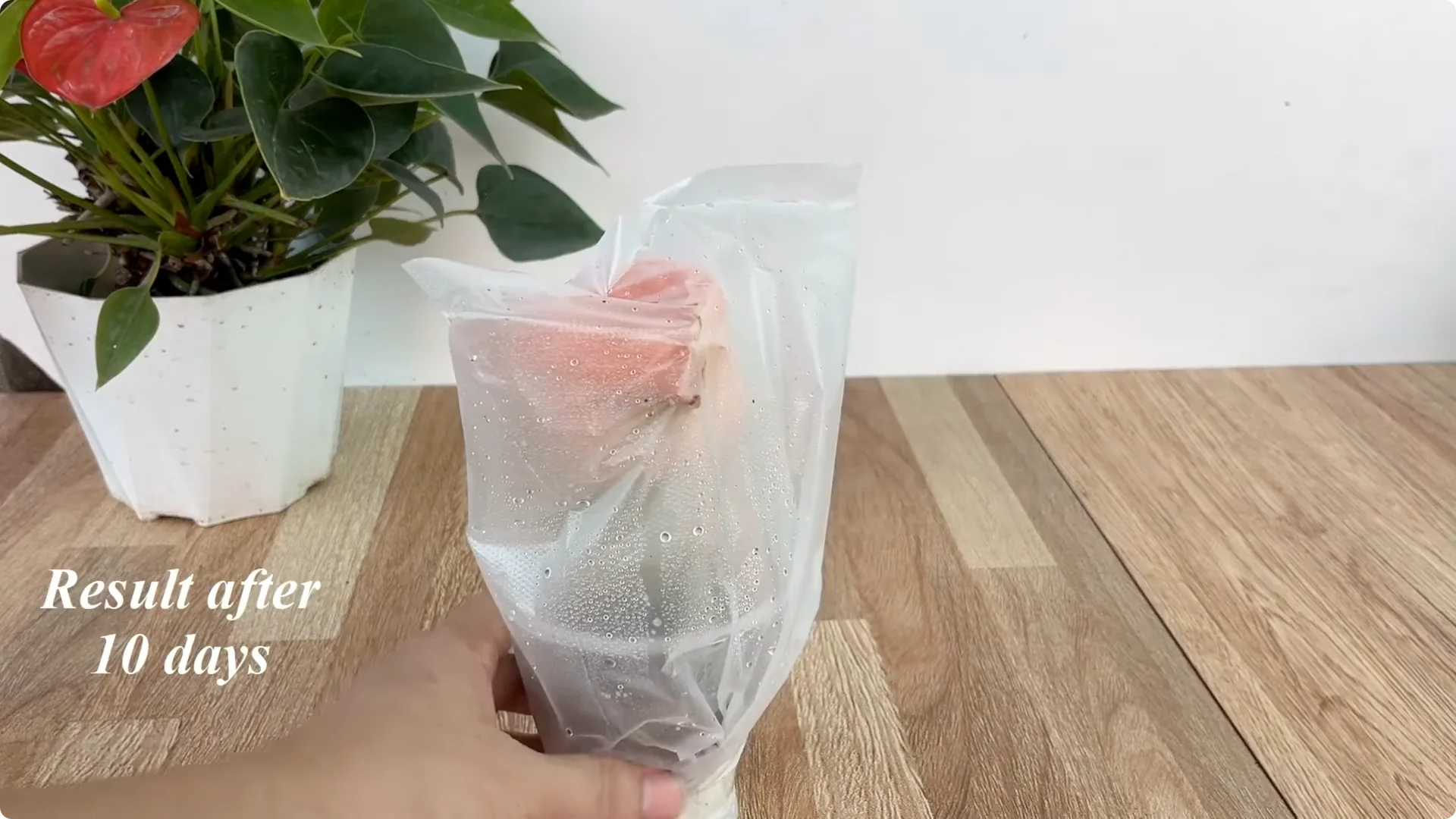 How 1 Cup Sparks 1001 Roots and Endless Roses Blooming screenshot 13