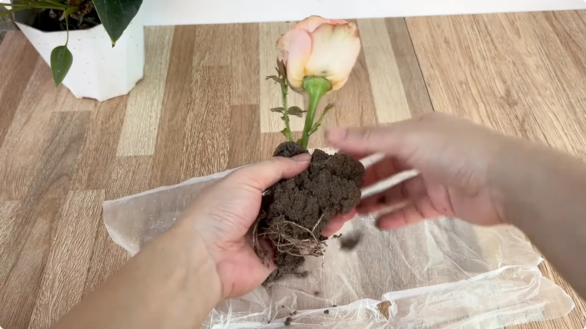 How 1 Cup Sparks 1001 Roots and Endless Roses Blooming screenshot 14