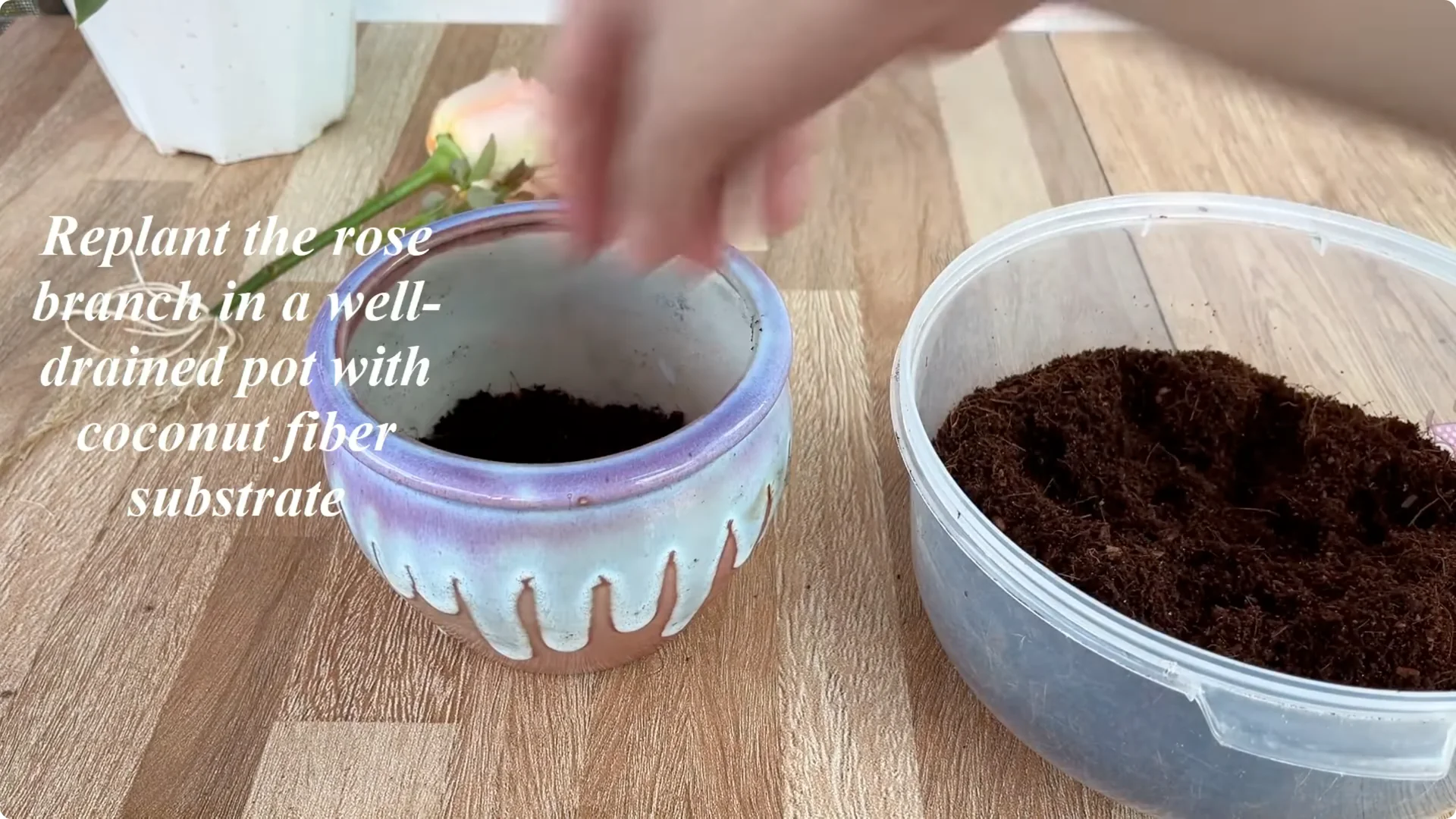 How 1 Cup Sparks 1001 Roots and Endless Roses Blooming screenshot 15