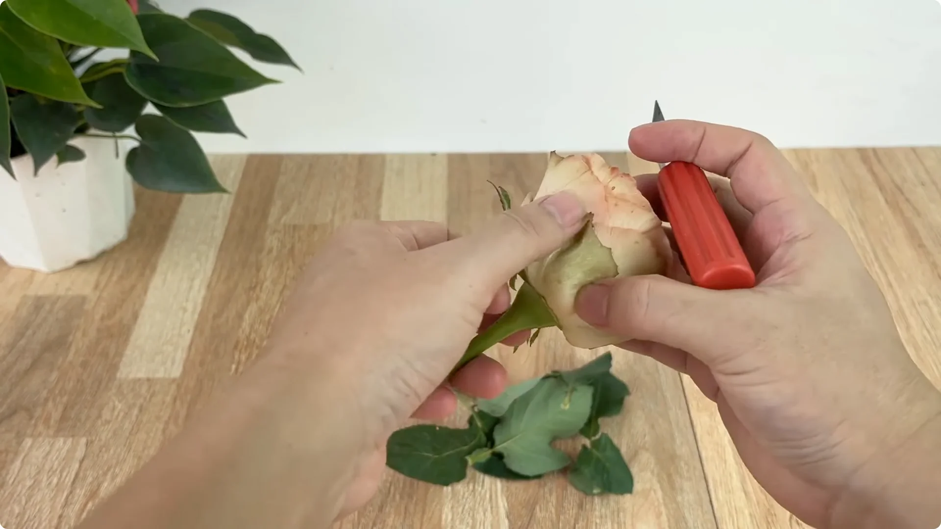 How 1 Cup Sparks 1001 Roots and Endless Roses Blooming screenshot 2