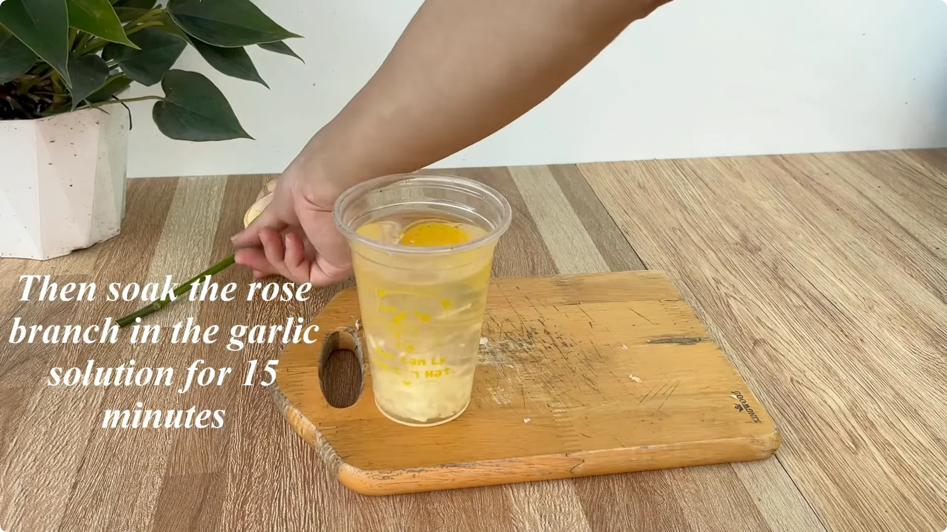 How 1 Cup Sparks 1001 Roots and Endless Roses Blooming screenshot 5