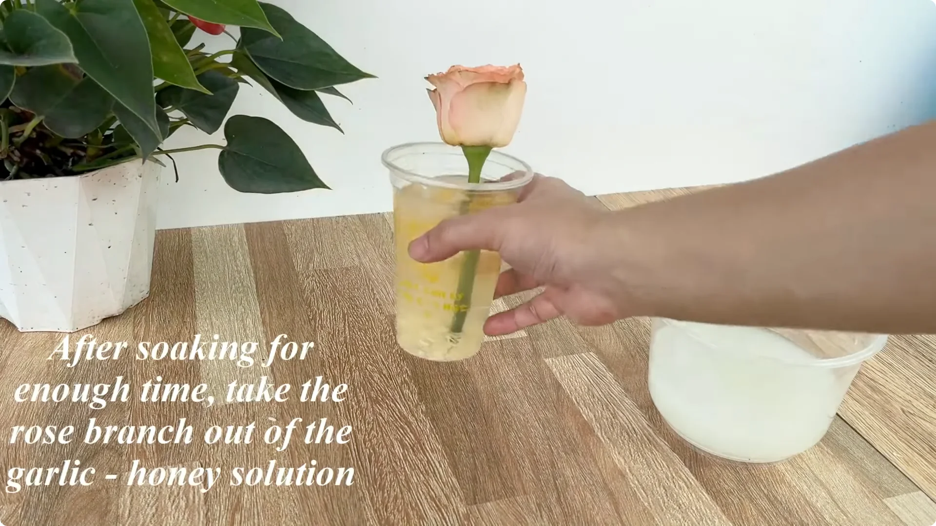 How 1 Cup Sparks 1001 Roots and Endless Roses Blooming screenshot 8