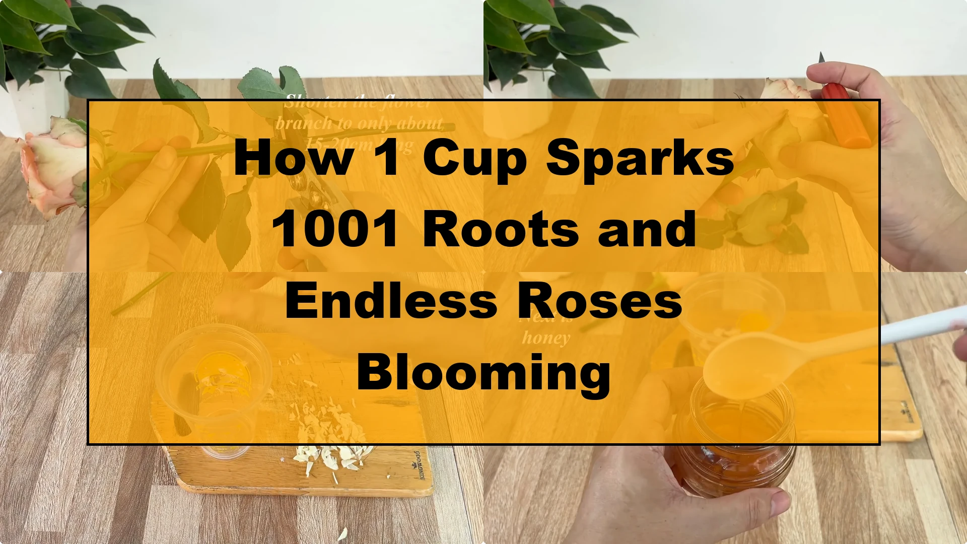 How 1 Cup Sparks 1001 Roots and Endless Roses Blooming - Featured Image