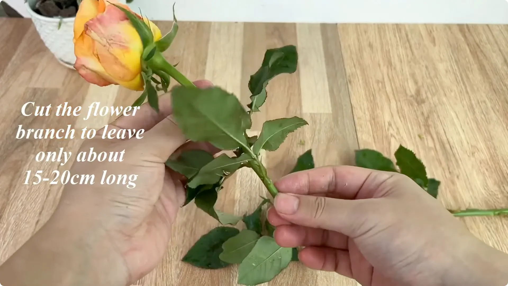 How 1 Cup Sparks 1001 Roots and Year-Round Roses screenshot 1