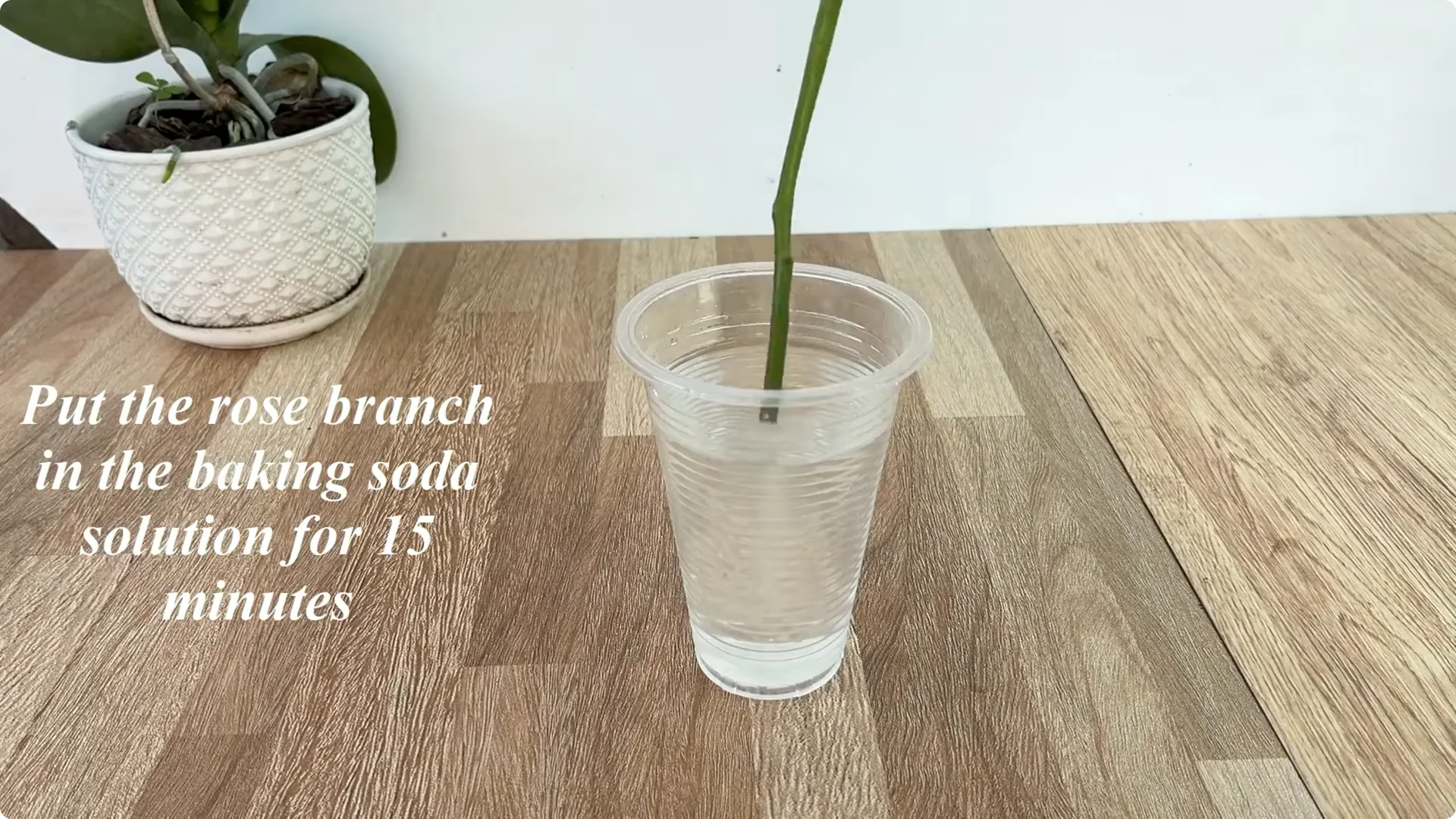 How 1 Cup Sparks 1001 Roots and Year-Round Roses screenshot 2