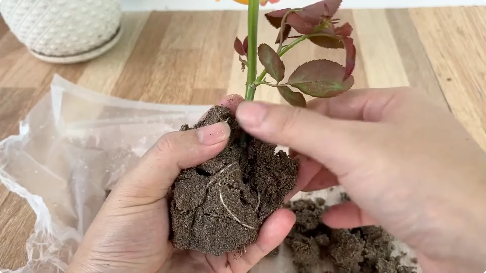 How 1 Cup Sparks 1001 Roots and Year-Round Roses screenshot 8