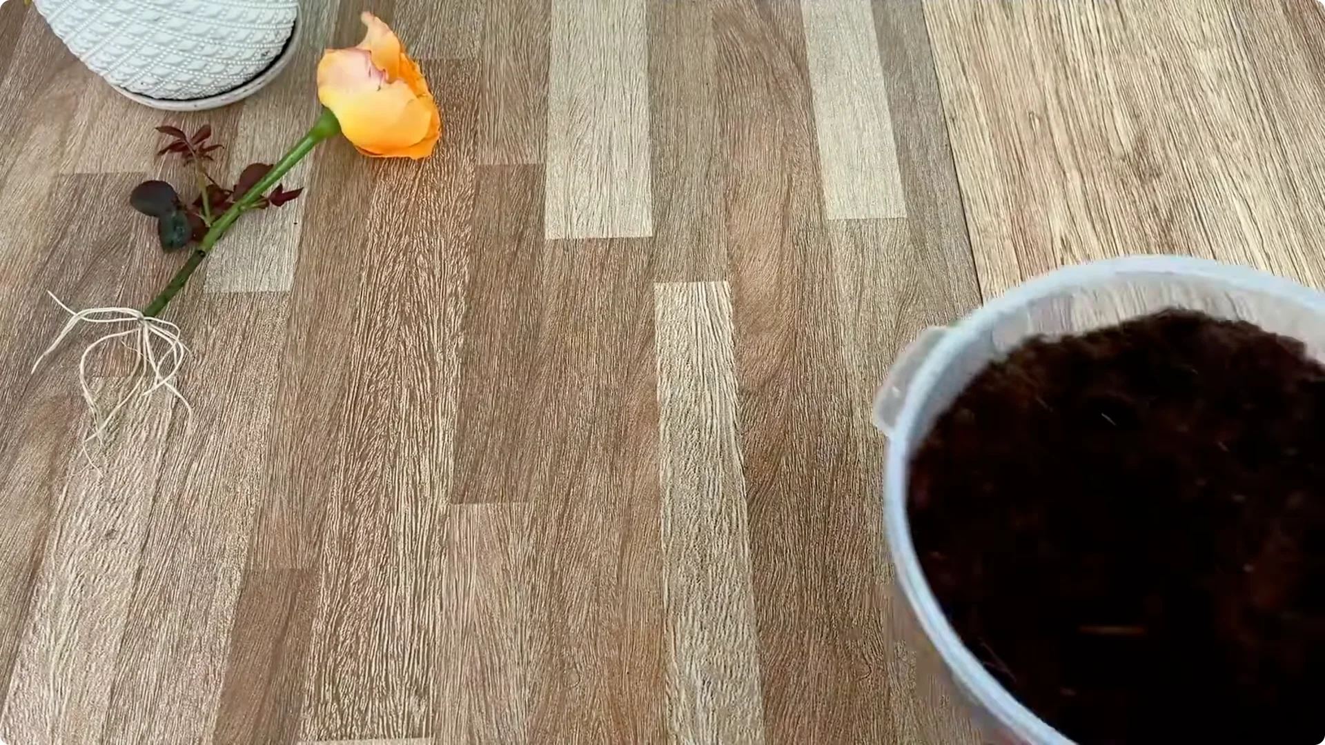 How 1 Cup Sparks 1001 Roots and Year-Round Roses screenshot 9