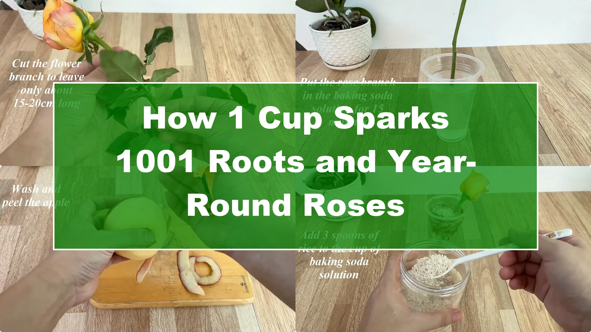 How 1 Cup Sparks 1001 Roots and Year-Round Roses - Featured Image