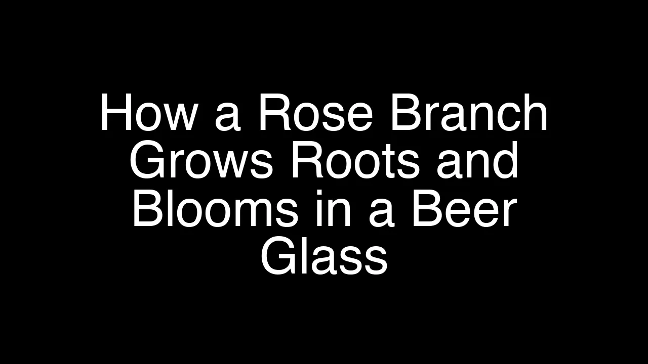 How a Rose Branch Grows Roots and Blooms in a Beer Glass - Featured Image