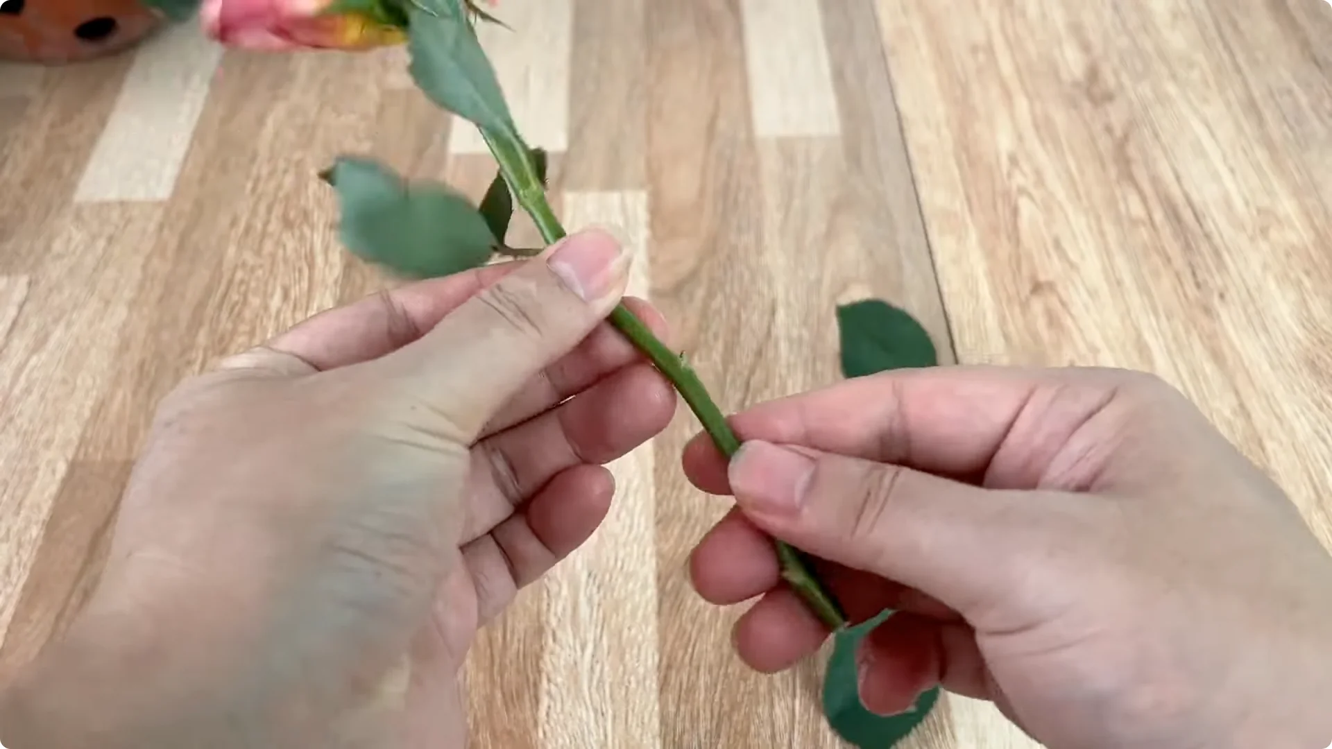 How Any Rose Branch Can Root and Sprout Much Faster screenshot 1