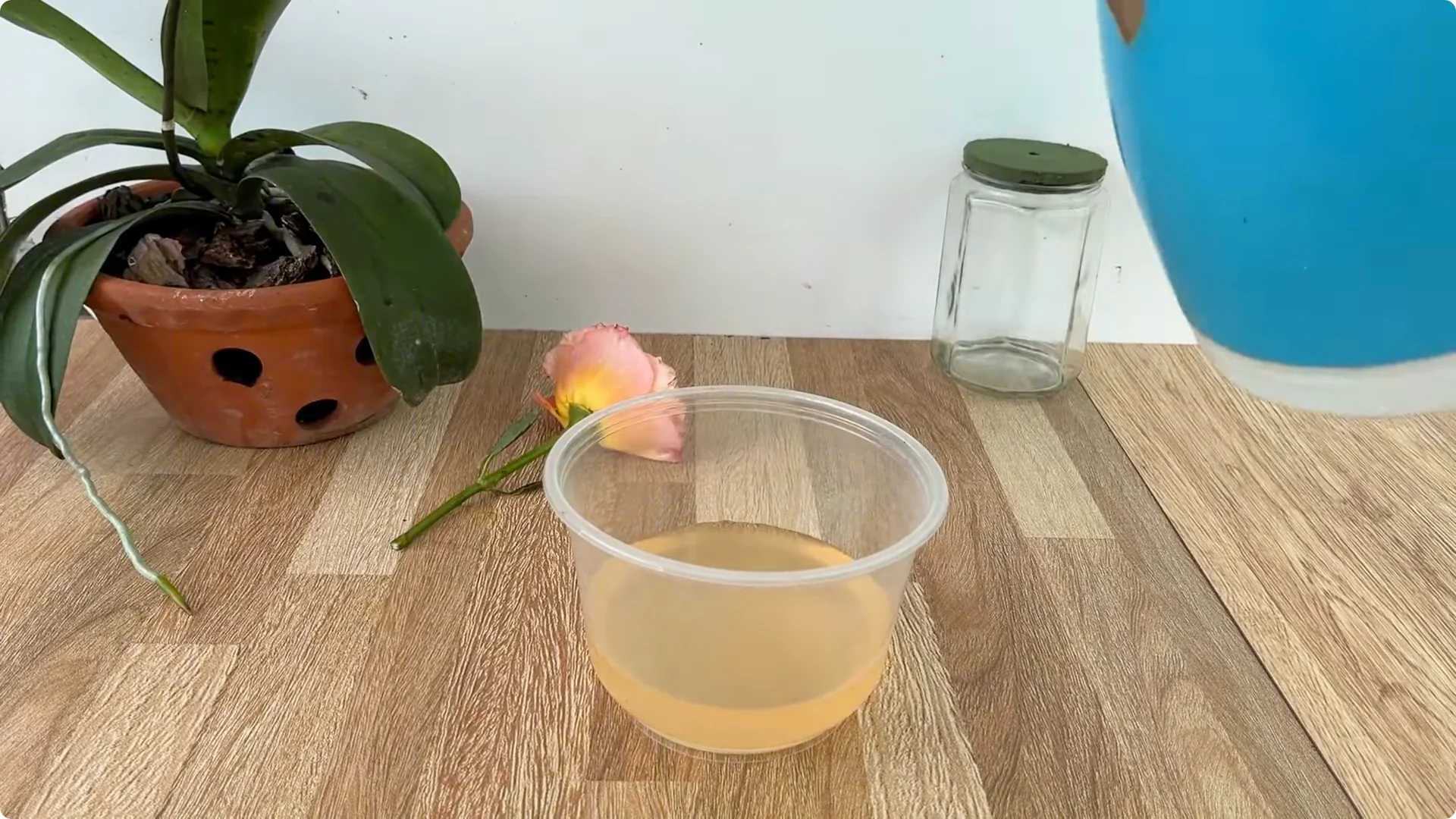 How Any Rose Branch Can Root and Sprout Much Faster screenshot 10